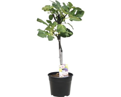 Vijgenboom FloraSelf Ficus carica 'Black & White' Ø 25 cm pot