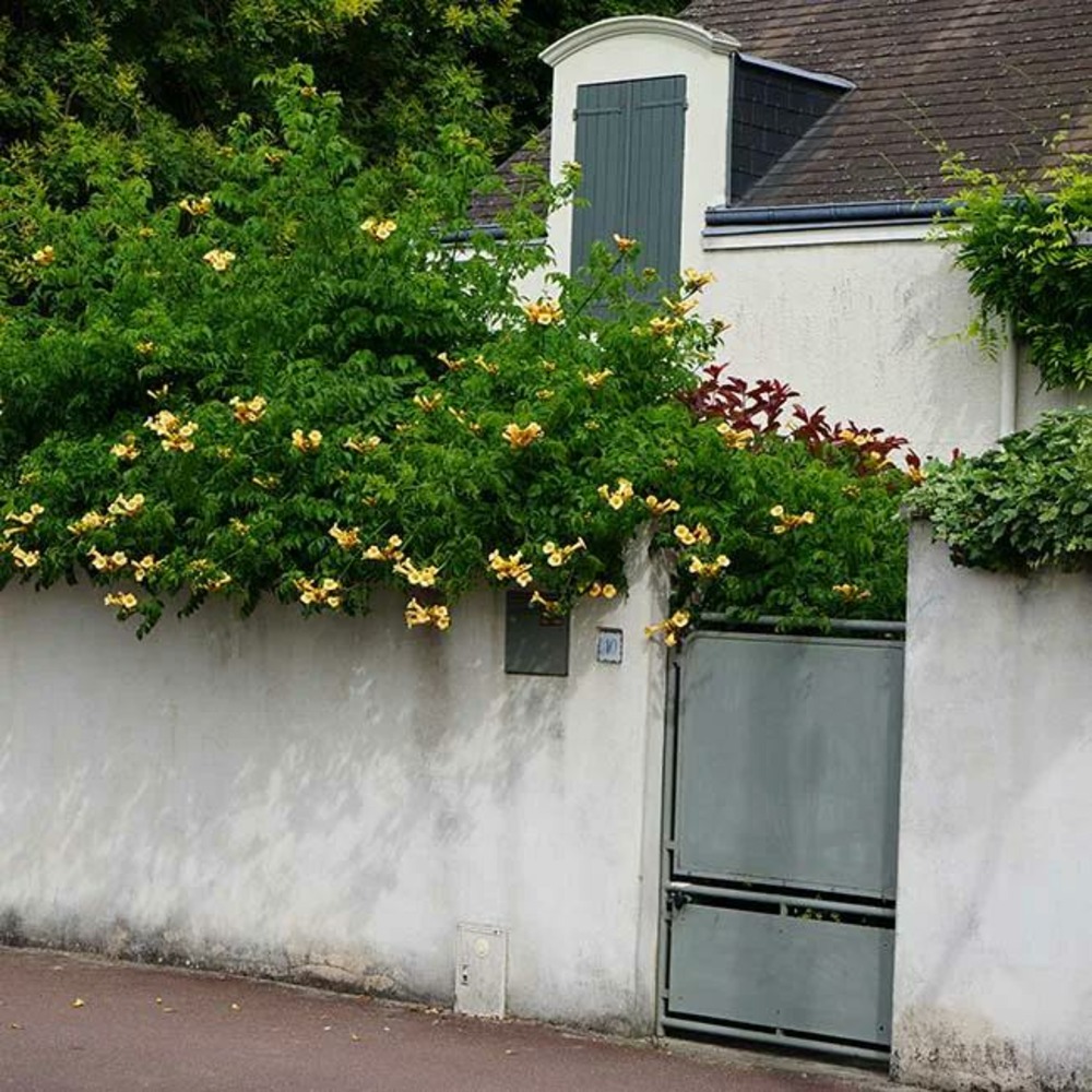 Bignone 'flava' (yellow trumpet) campsis radicans 1,5l