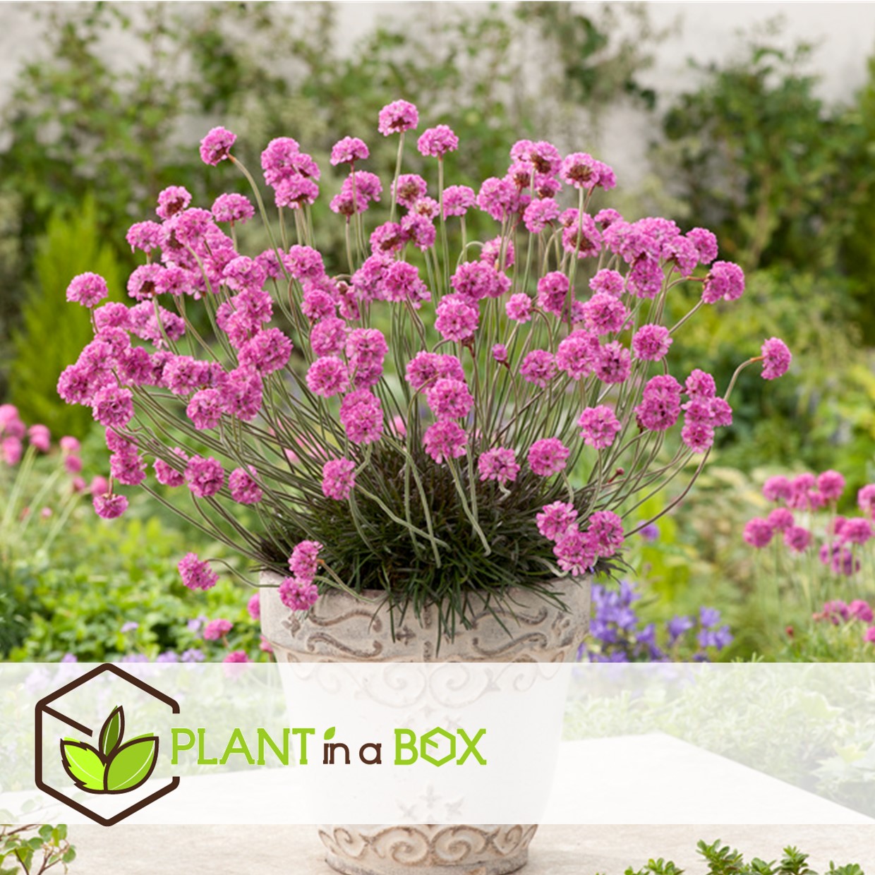 Armeria maritima - set de 6 - jardin roses - pot 12cm - hauteur 20-30cm