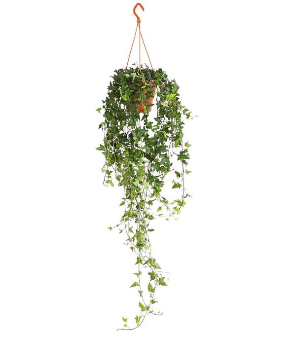 Efeu - Hedera helix, Ampel