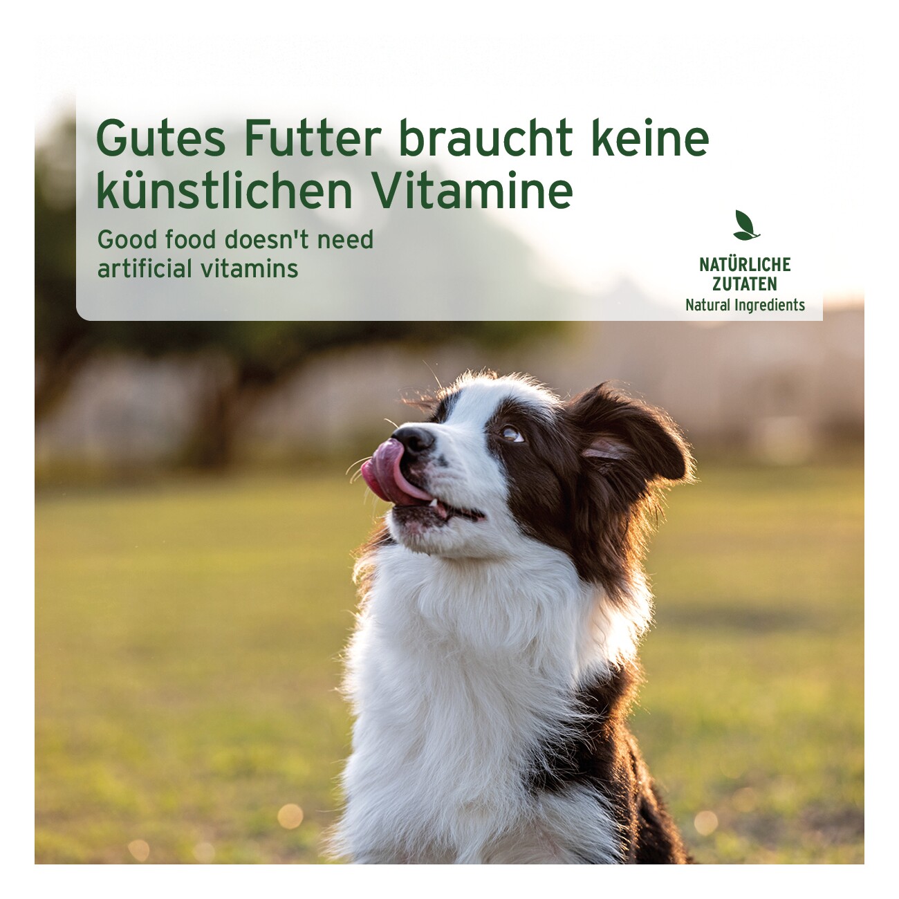 AniForte Nassfutter Ziege Pur 2,4 kg