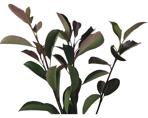 Loquat FloraSelf Photinia fraseri 'Red Robin' H 125-150 cm Co 15 L