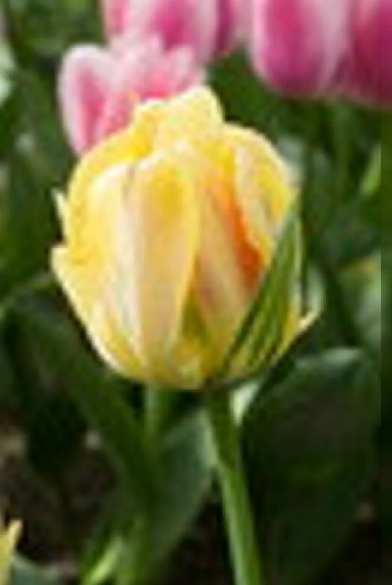 Tulipa gesneriana (Late double flowering Group) 'Akebono' Tulipan 'Akebono'