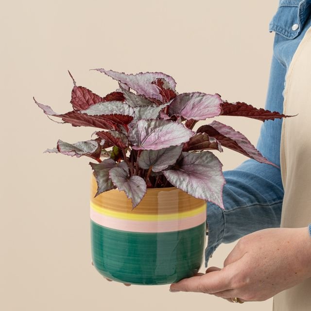 Begonia plant | Incl pot