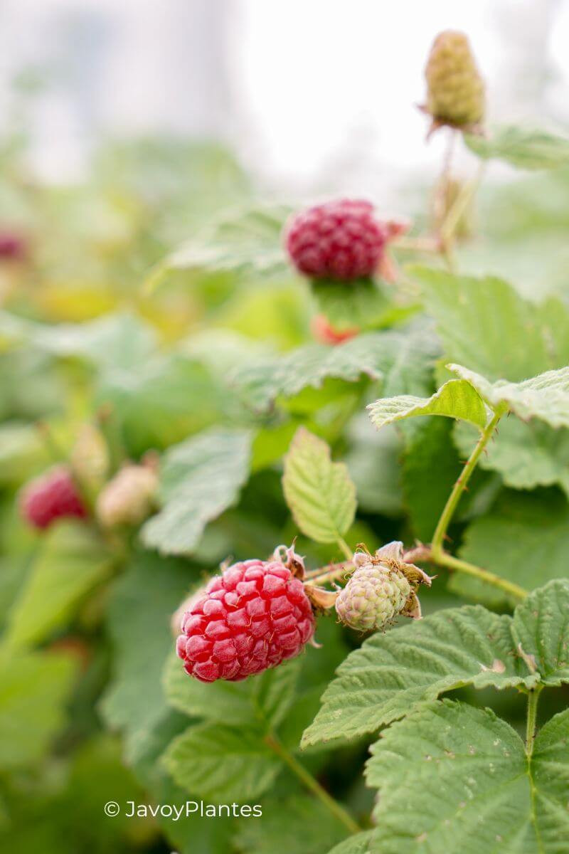 Mûrier framboisier 'tayberry' - 1,5l