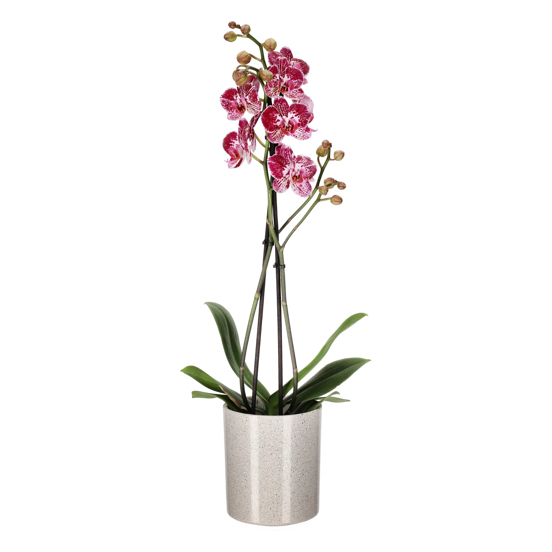 Phalaenopsis hybrid Orkidé Ø12 cm