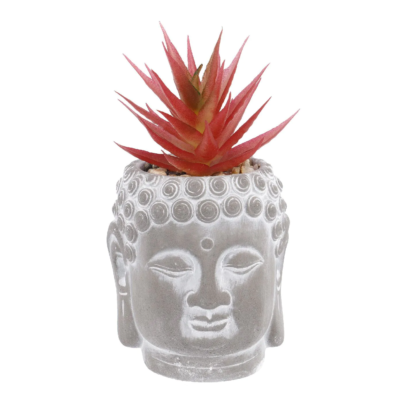Sukkulente Buddhakopf, rot/spitz, 15 cm