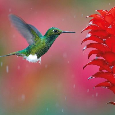 Racket-Tail In The Rain Card