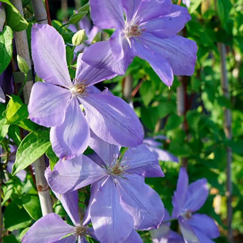 Clématite 'mrs cholmondeley' - clematis 3l