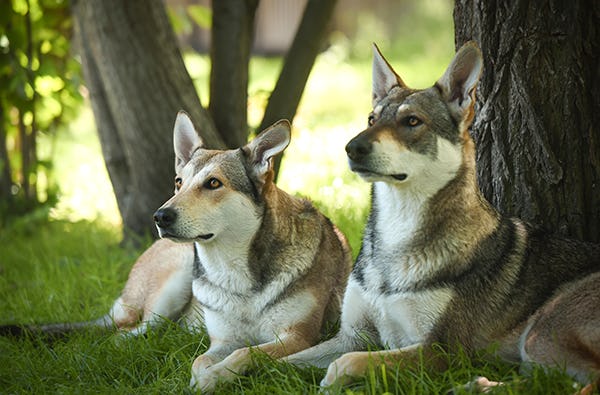 Schlittenhunde Workshop Büren
