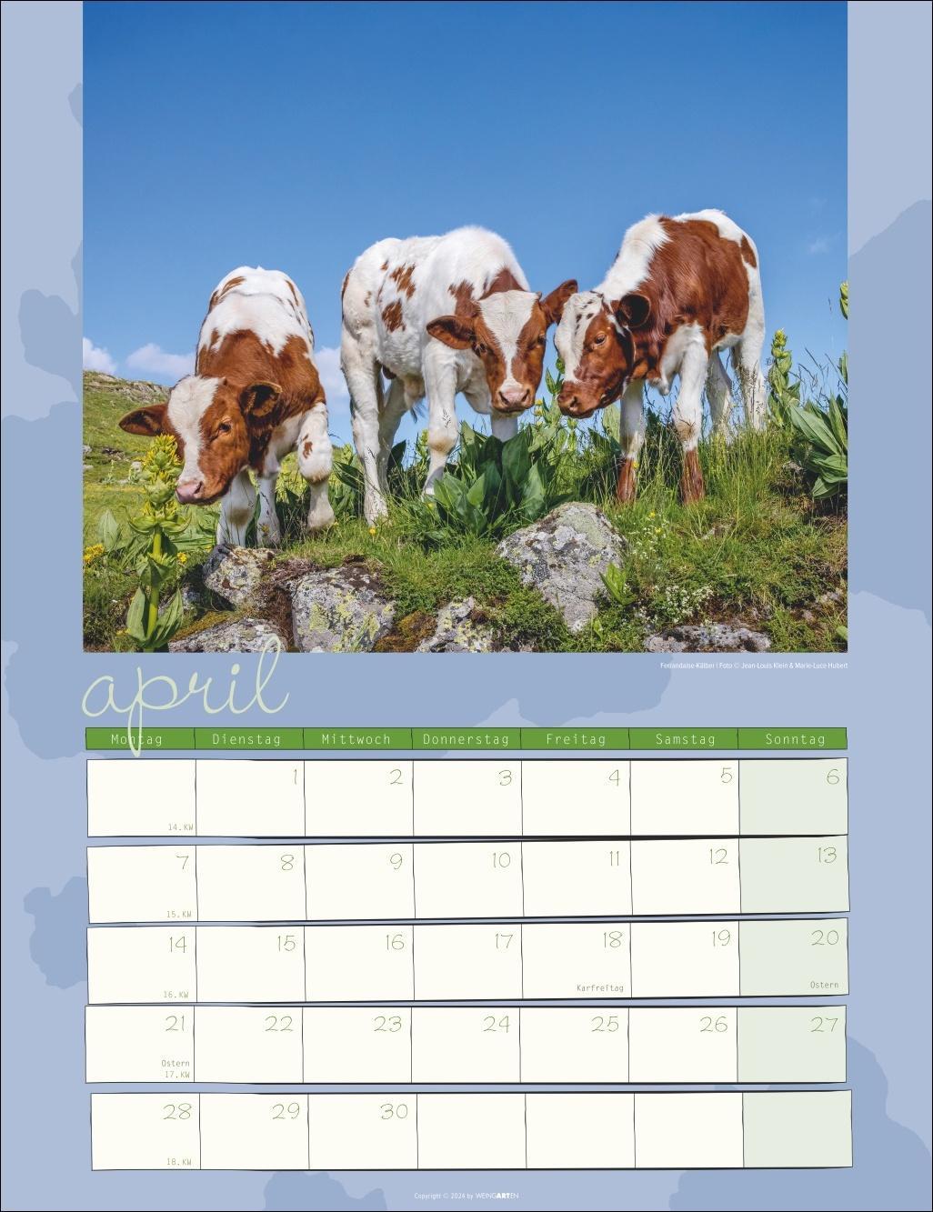 Kuh Kalender 2025