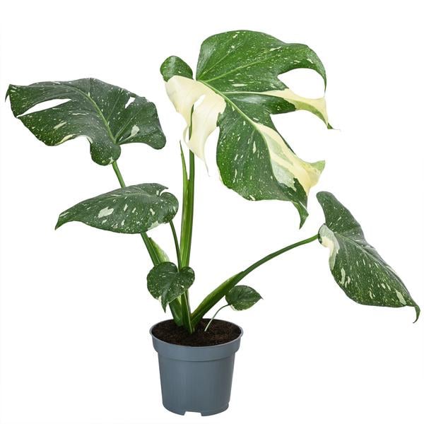 Fensterblatt - Monstera deliciosa 'Thai