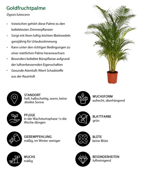 Goldfruchtpalme - Dypsis lutescens