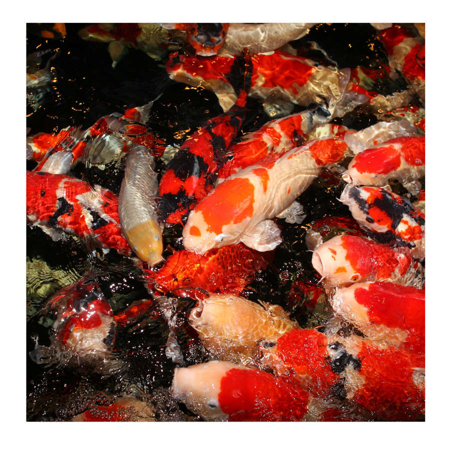 JBL ProPond All Seasons Pond Fish Sticks