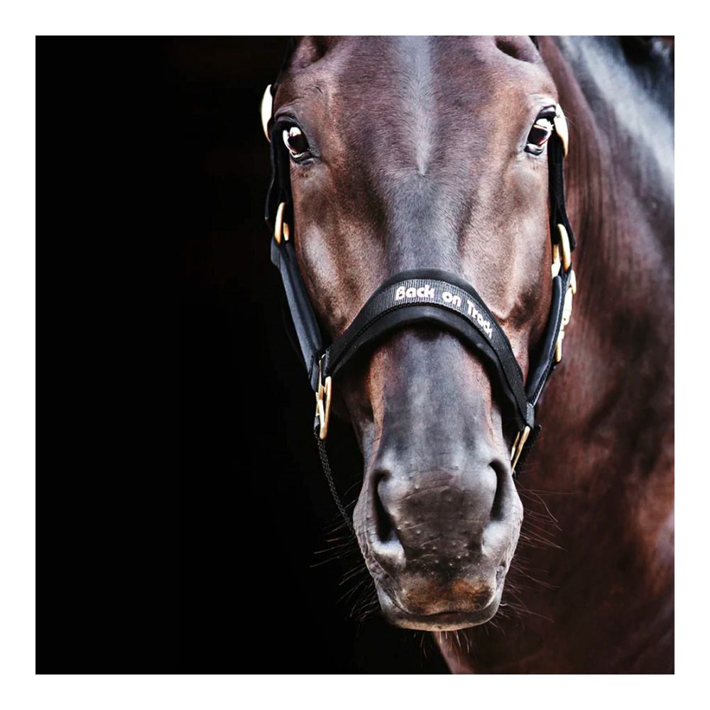 Back on Track WERANO - Licol noir