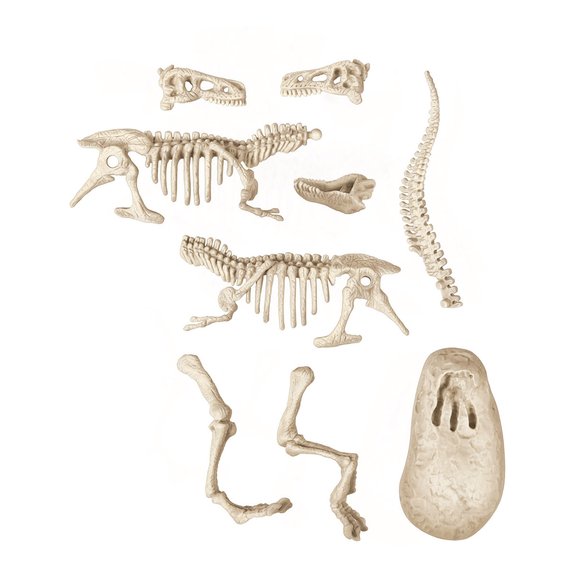 Archéo Ludic Vélociraptor