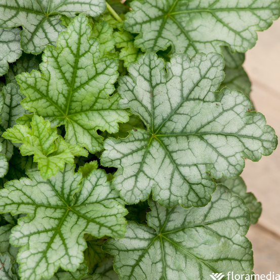 Heuchera : conteneur de 1 Litre couleur