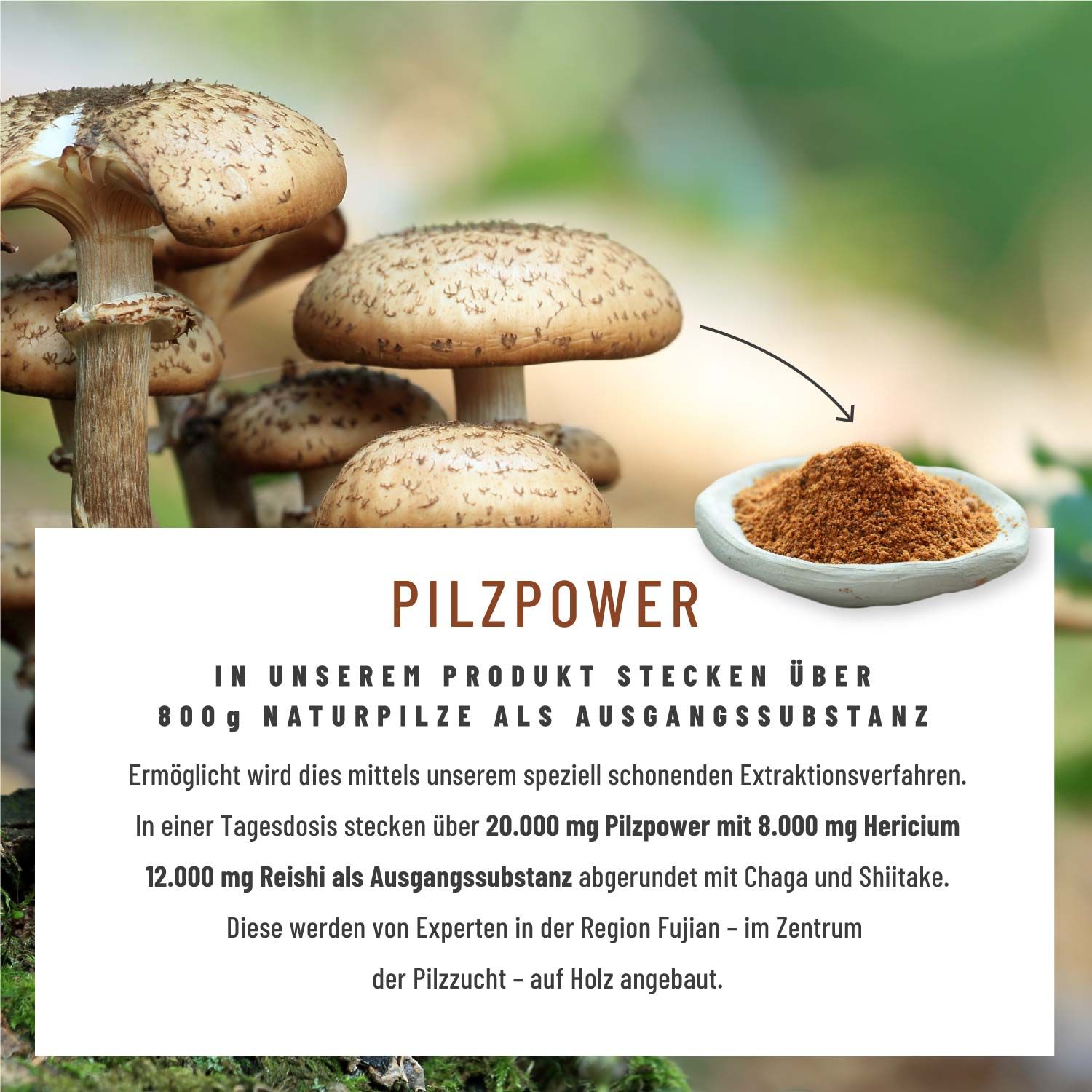 Pilz Komplex mit Hericium Erinaceus (Lions Mane), Reishi, Chaga & Shiitake- Pilzkraft - NATURTREU®