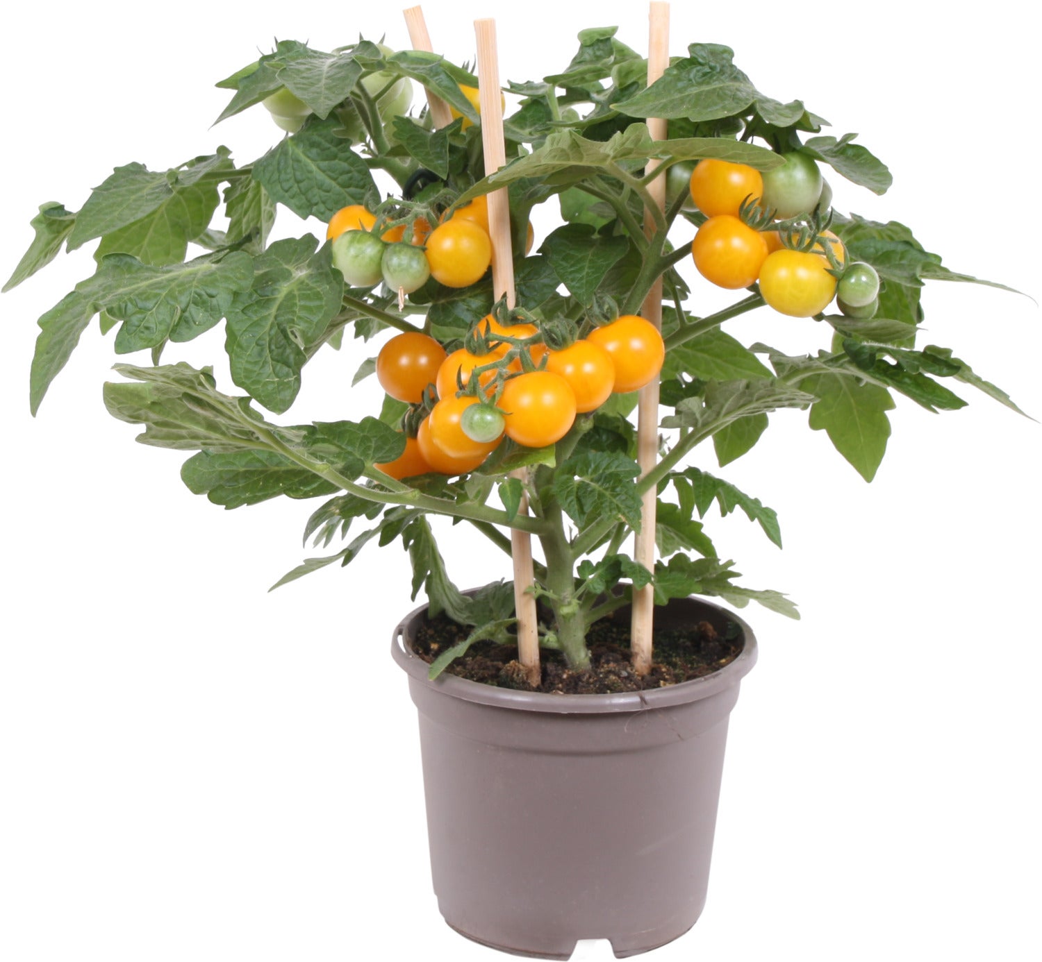 Pick-&-Joy Pluktomaatje geel (Solanum lycopersicum) D 14 H 30 cm