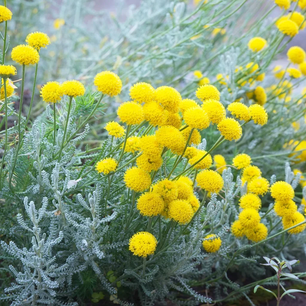Santolina chamaecyparissus Helgenurt Ø11 cm