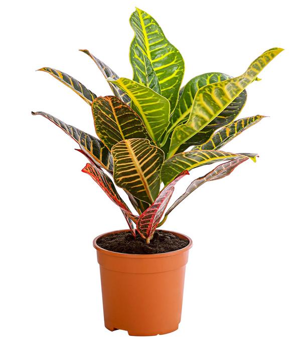 Wunderstrauch - Codiaeum variegatum 'Petra'
