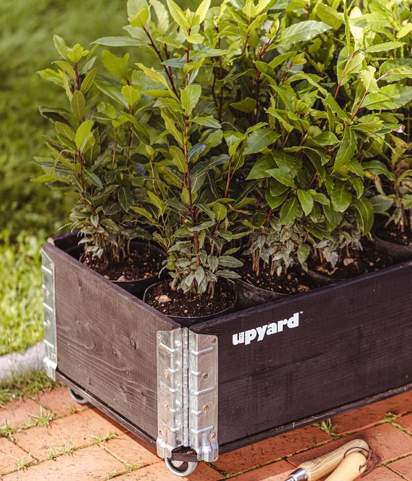 Upyard Holz-Kräuterkasten HerbsBox mit