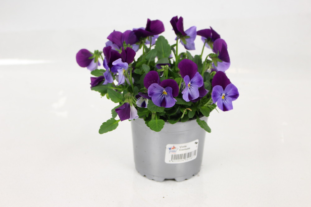 Plant de viola cornuta pot 10,5 cm