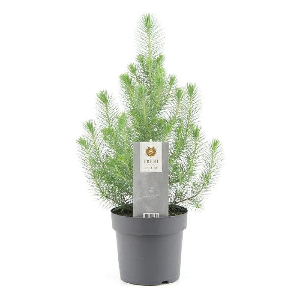 PINJEGRAN 'SØLVKAMPE' I POTTE 17 CM