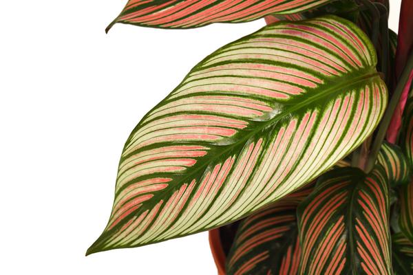 Korbmarante - Calathea 'Whitestar'