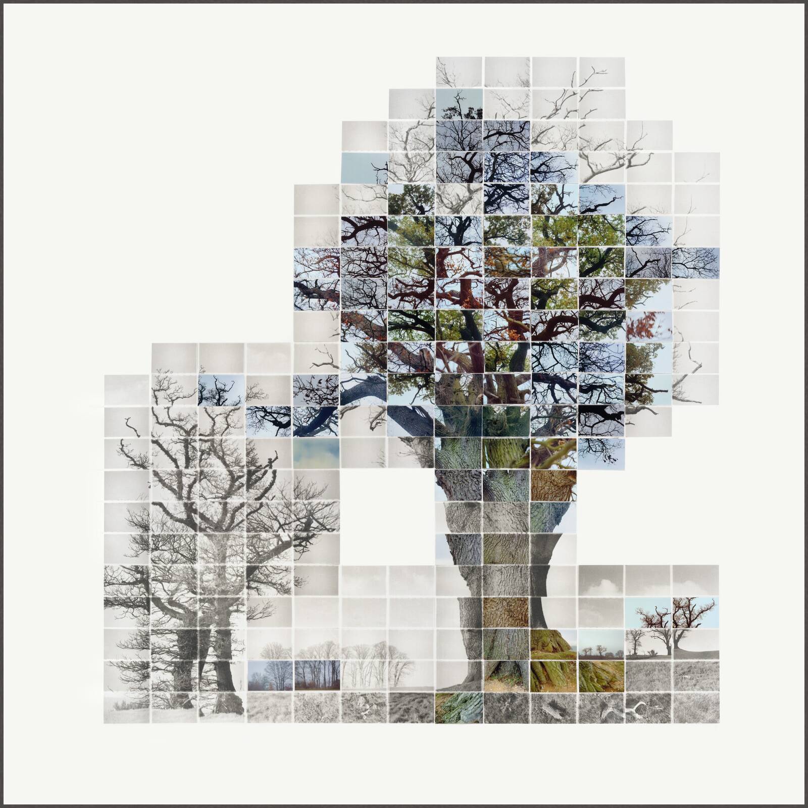 Third Film of the three trees, No 1 by Noel Myles - Limited Edition. Edition of: 100. Signed.