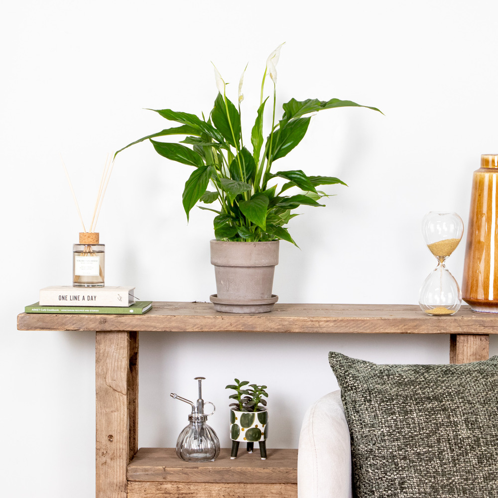 2x spathiphyllum 'torelli' - peace lily - purificateur d'air – ⌀12 cm - ↕35-45 cm