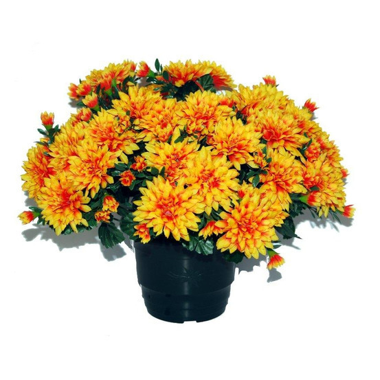 Pot de chrysantheme pomponette tabac , H32CM - L36Cm, 2Kg