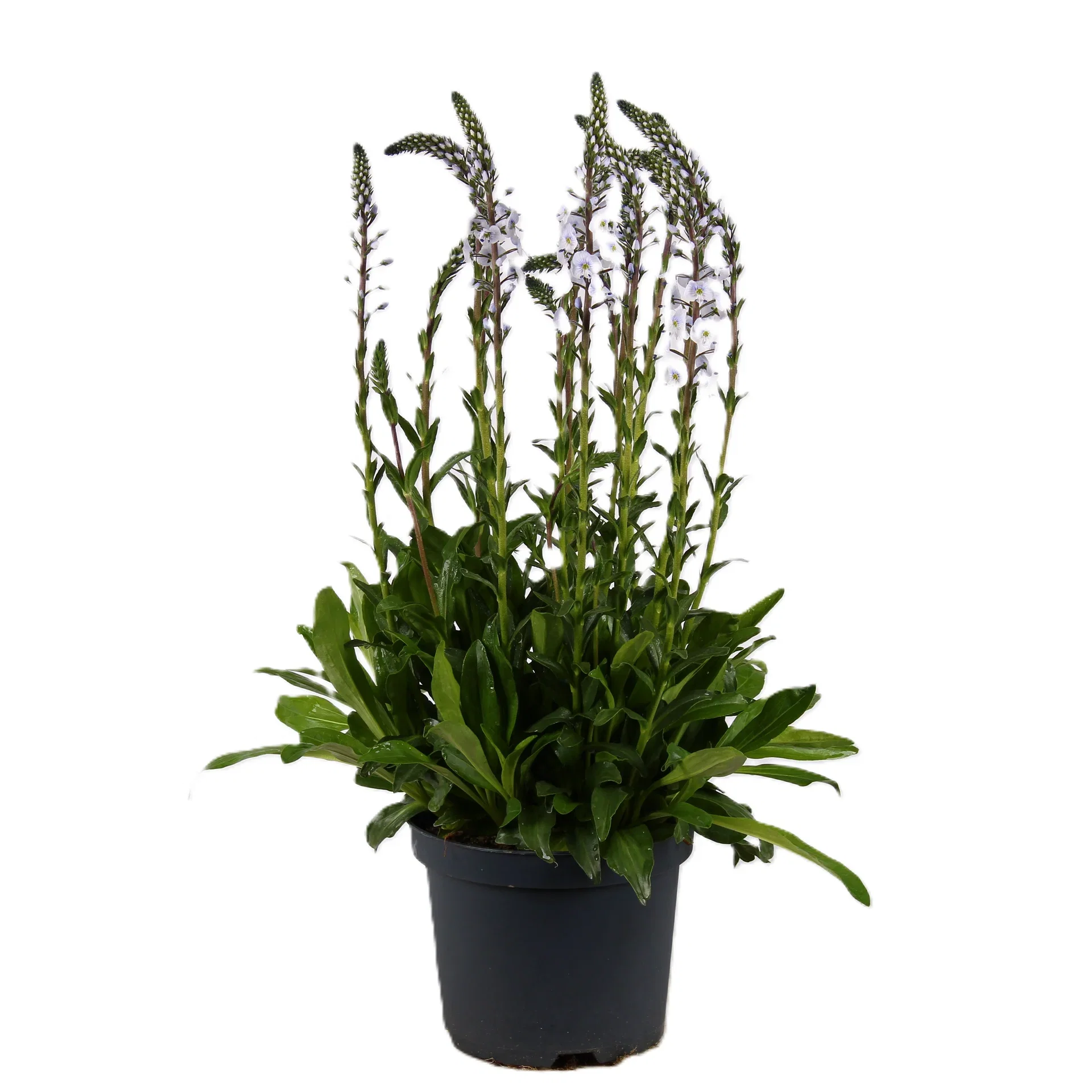 Veronica gentianoides 'Tissington White' Kosakkveronika 'Tissington White' Ø19 cm