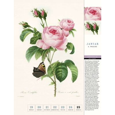 Thorbecke Rosen-Kalender 2026