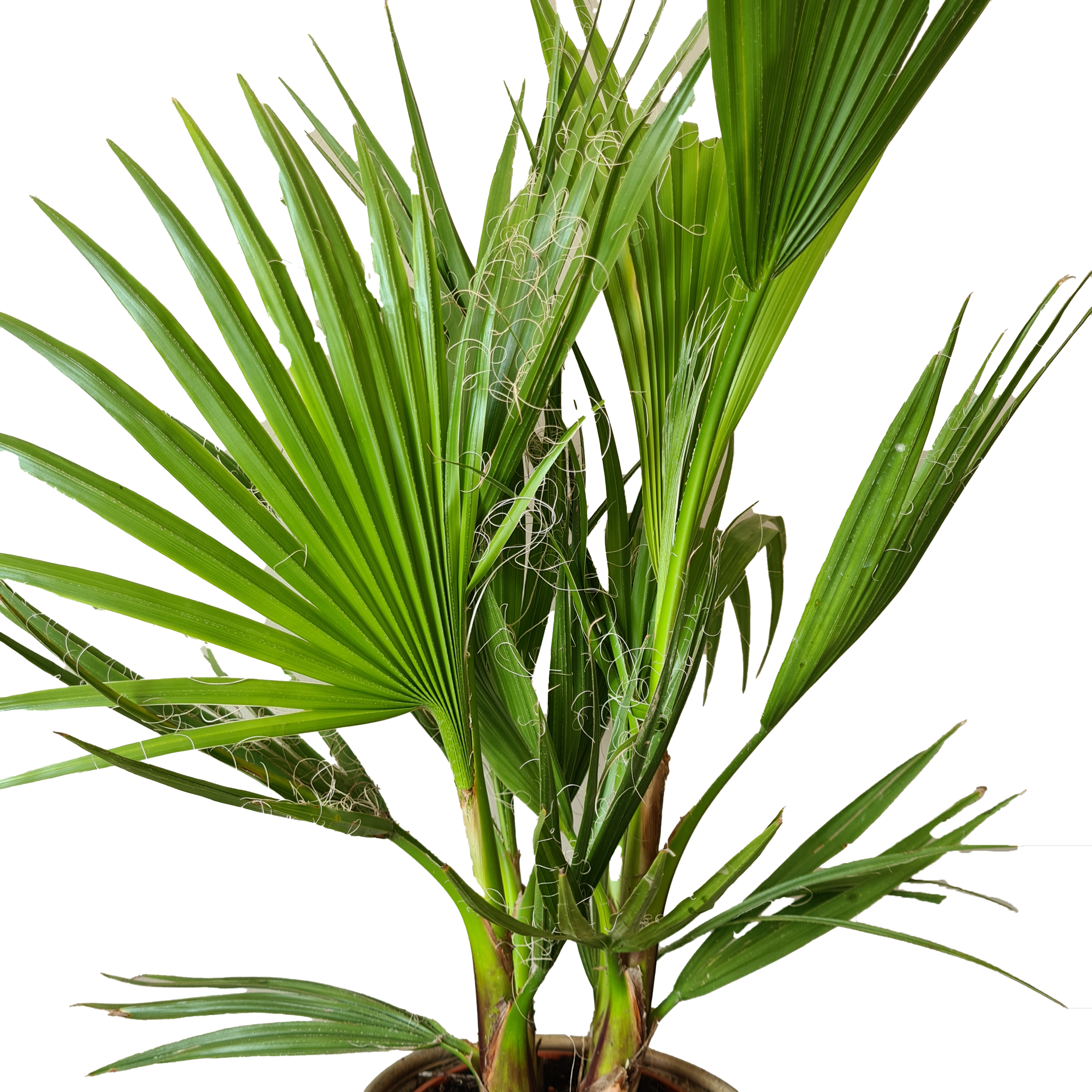 2x washingtonia robusta - palmier mexicain - palmier extérieur - persistant – ⌀17 cm - ↕60-75 cm