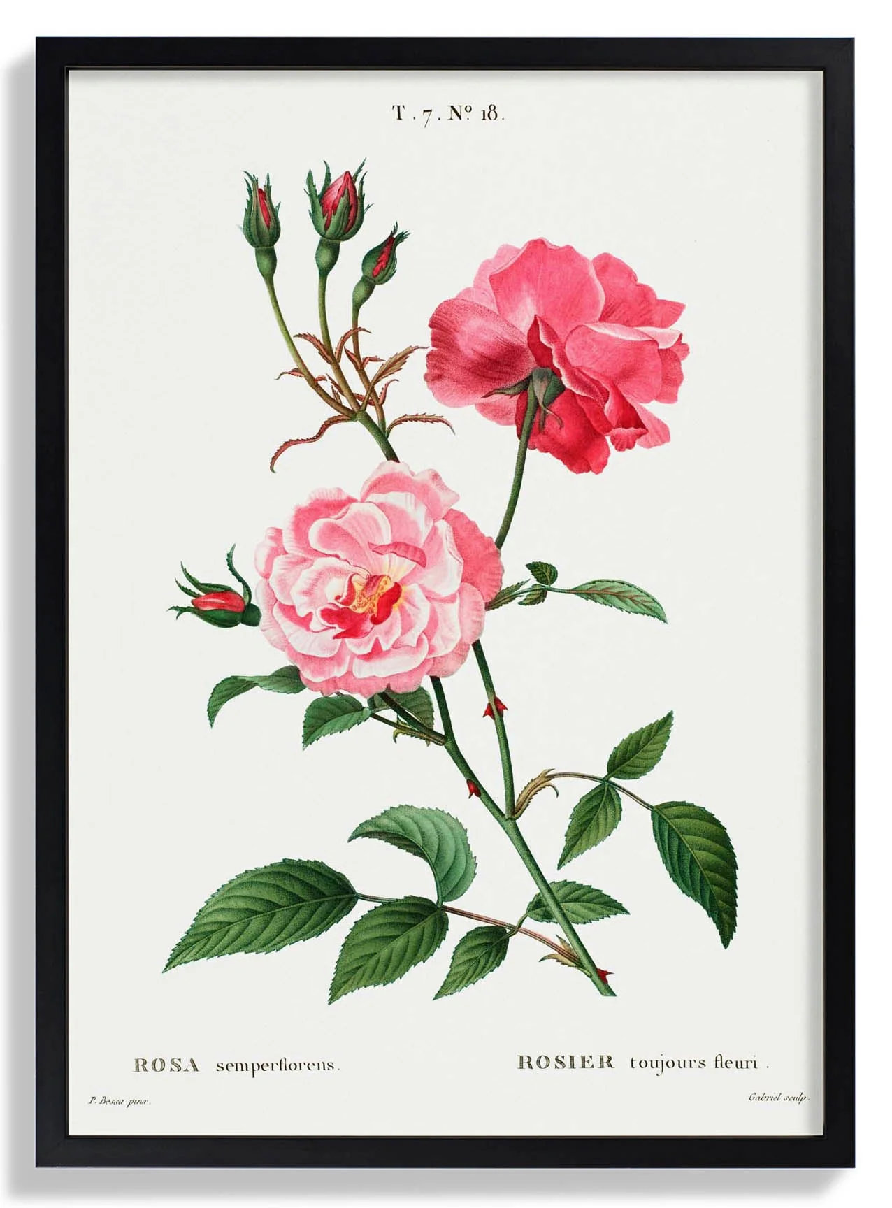 Rosa Semperfloreans