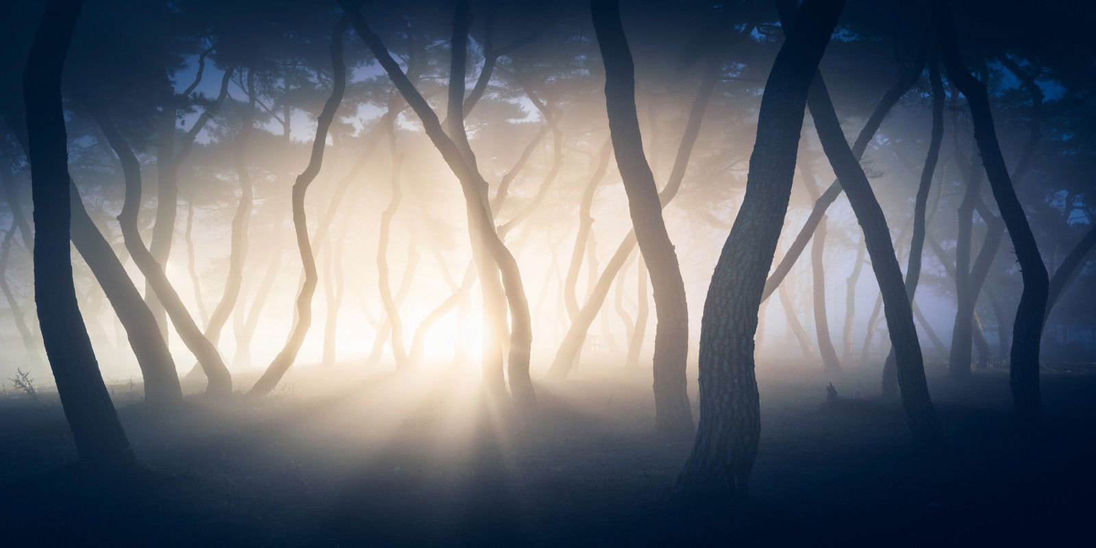 Pine Forest II by Nathaniel Merz - Limited Edition. Edition of: 100. Signed.