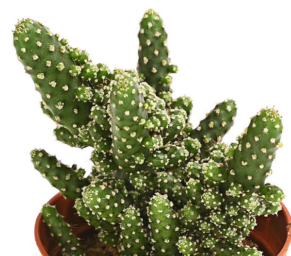 Feigenkaktus - Opuntia tuna monstrosa
