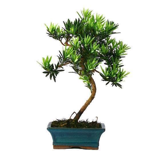 Bonsaï Podocarpus : 5-6 ans