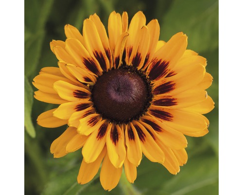 Zonnehoed Mix FloraSelf Rudbeckia x Hybride H 30-40 cm Co 5 L diverse soorten