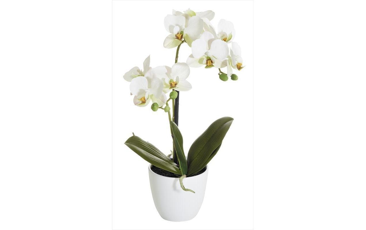 Botanic-Haus Kunstblume »Phalenopsis Topf 2 Rispen«