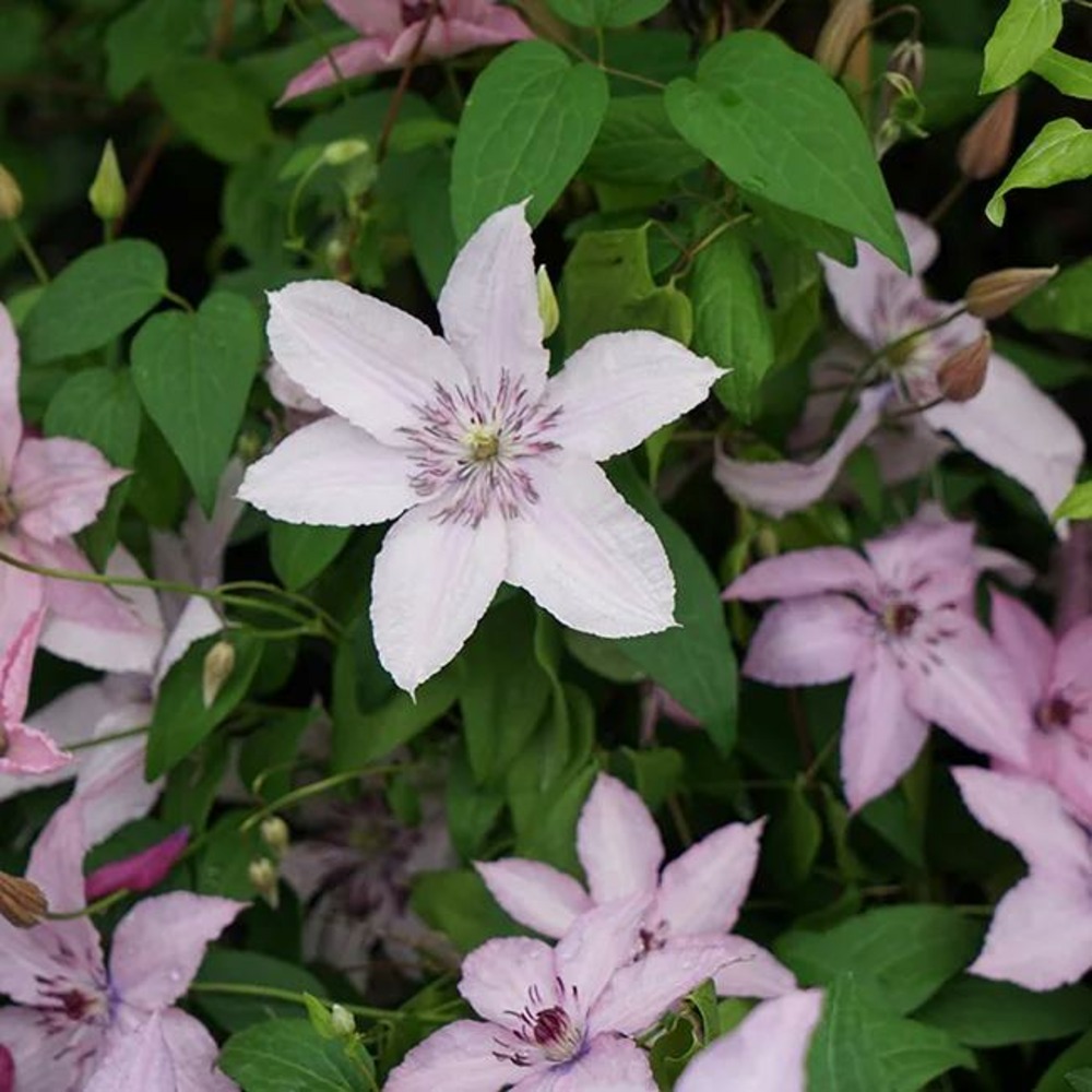 Clématite 'hagley hybrid' - clematis 1,5l