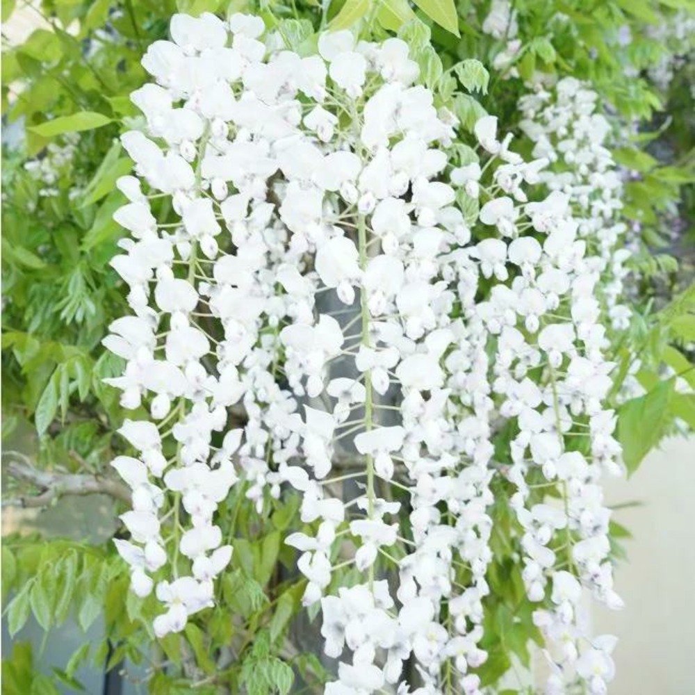 Glycine du japon 'snow showers' wisteria floribunda 3l