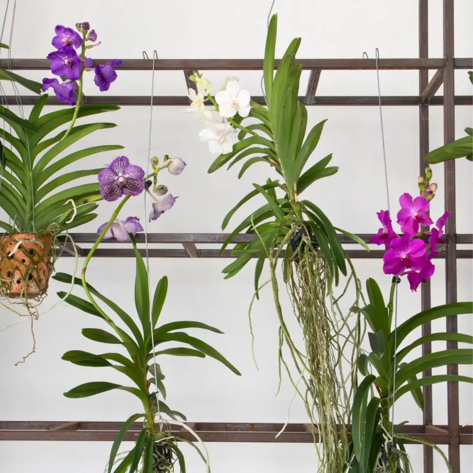 Cerice Orchidee - Vanda 'Tayanee Cerise' - Hoogte 55-65cm