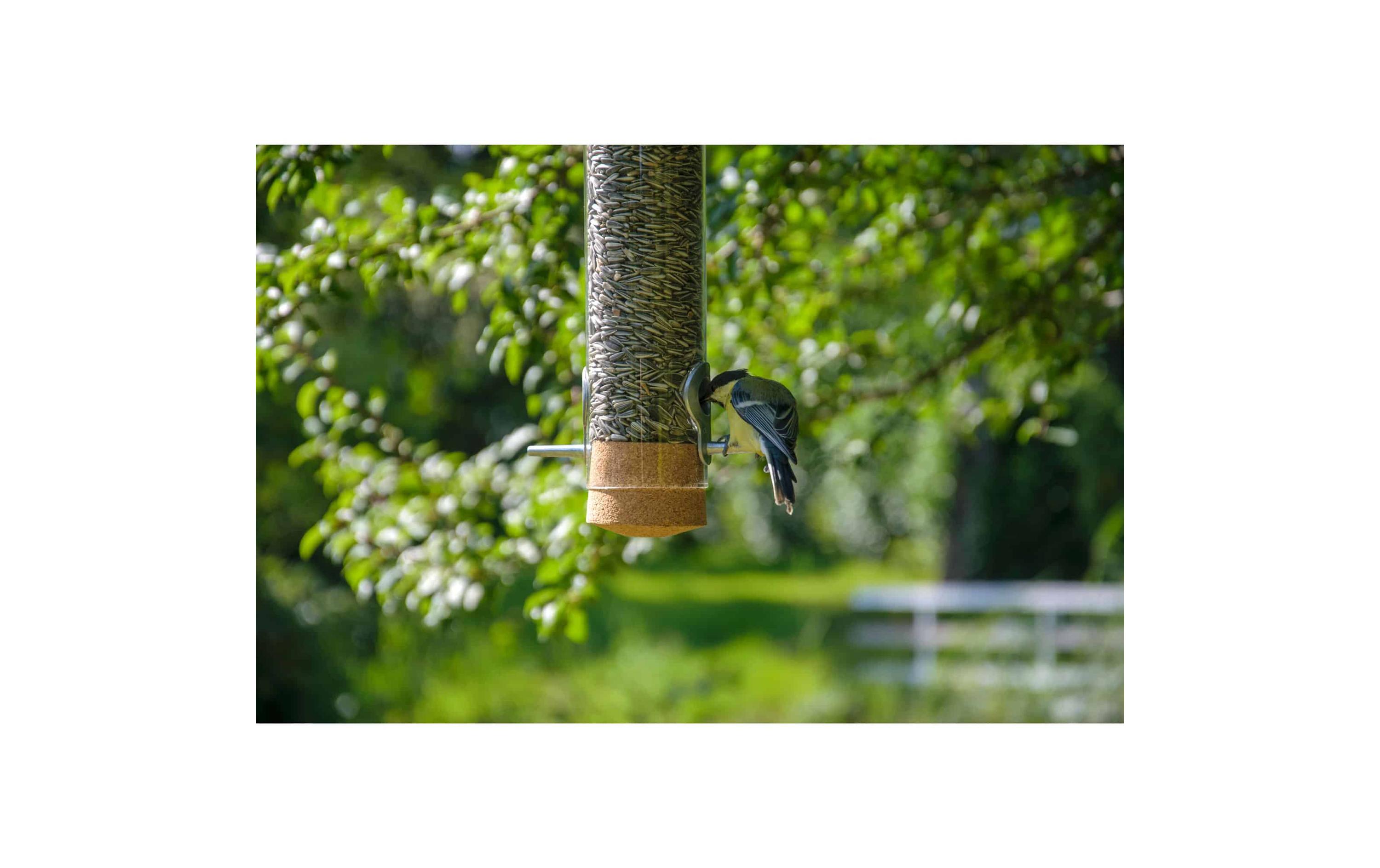 Futterspender Futtersäule Premium-Pickbar, Ø 7 x 30 cm, GlasPraktischer Vogelfutterspender zum Hängen