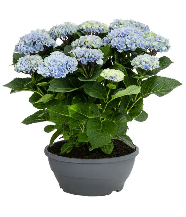 Hortensie - Hydrangea macrophylla 'Magical',