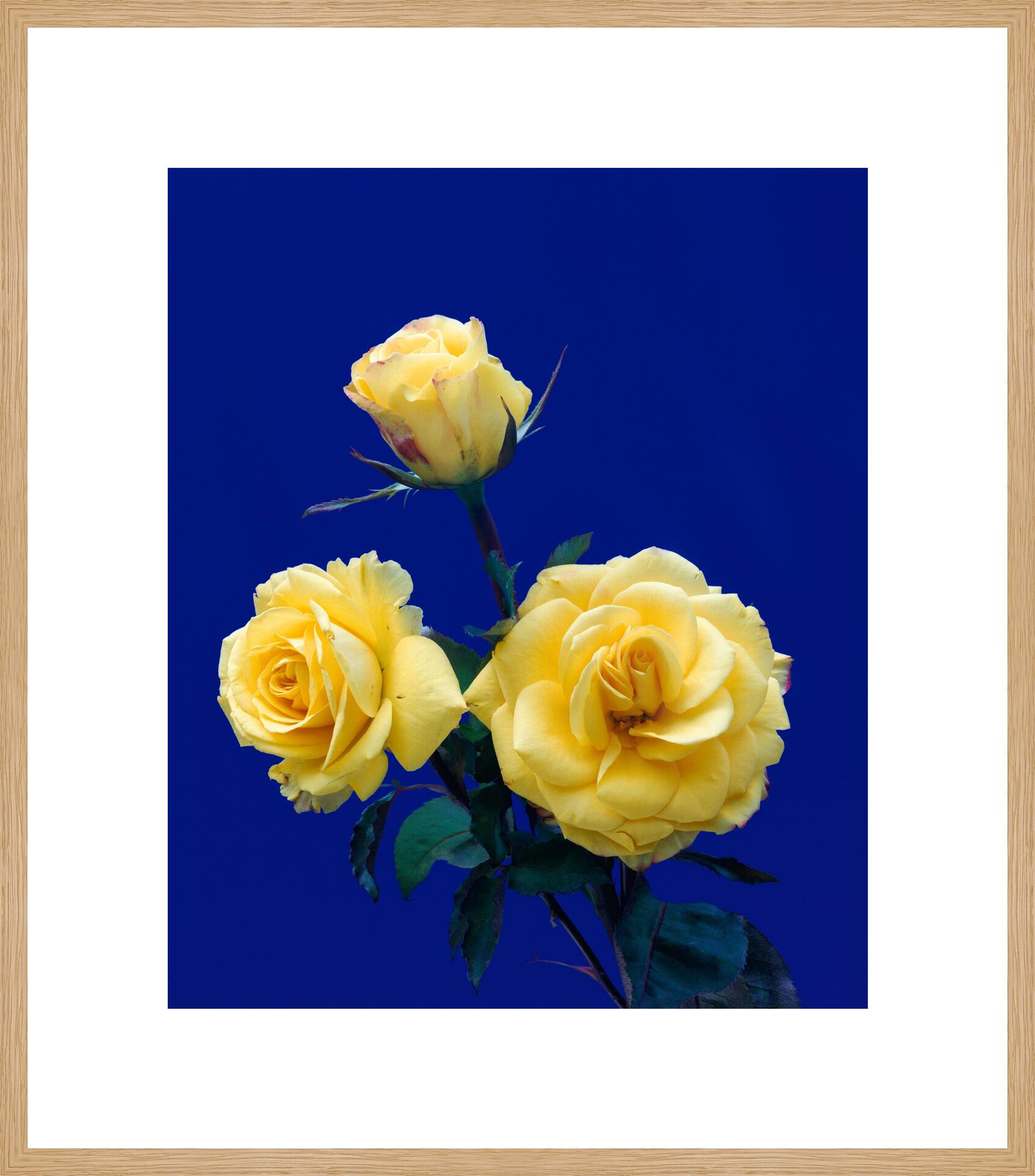 Rosen 102 by Kris Scholz - Limited Edition. Edition of: 100. Signed.