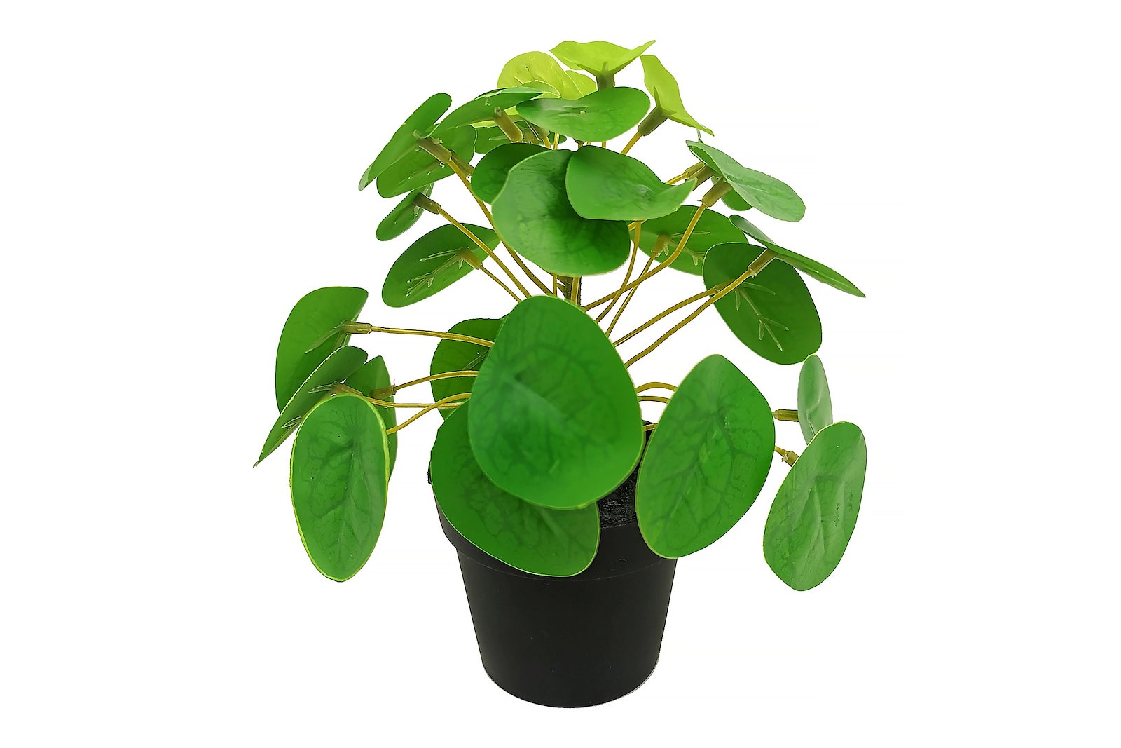 Pilea potteplante Grønn H20 cm