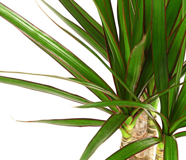 Drachenbaum - Dracaena marginata
