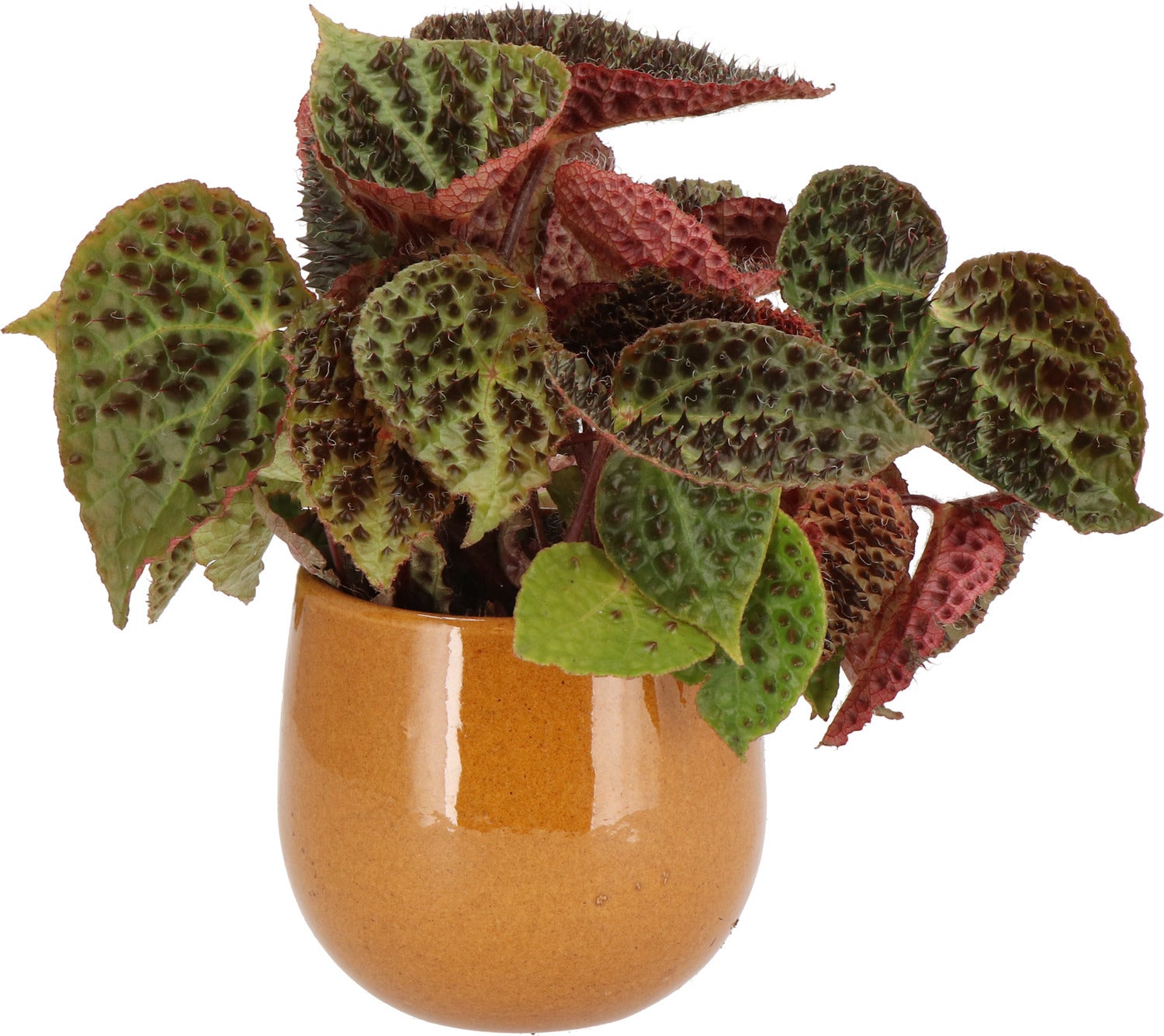 Stekel Bladbegonia (Begonia 'Ferox') D 13 H 40 cm